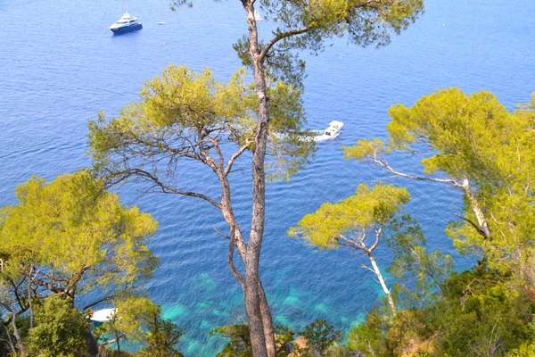 Pin près de la Méditerranée