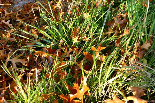 Feuilles mortes