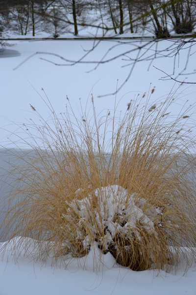 Herbes sous la neige