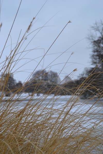 Herbes sous la neige