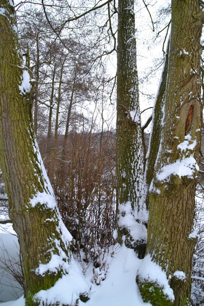 Tronc sous la neige